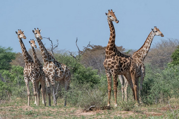 Verney's Camp: Giraffen