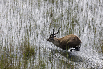 Zarafa Camp: Sitatunga-Bock im Flutgebiet