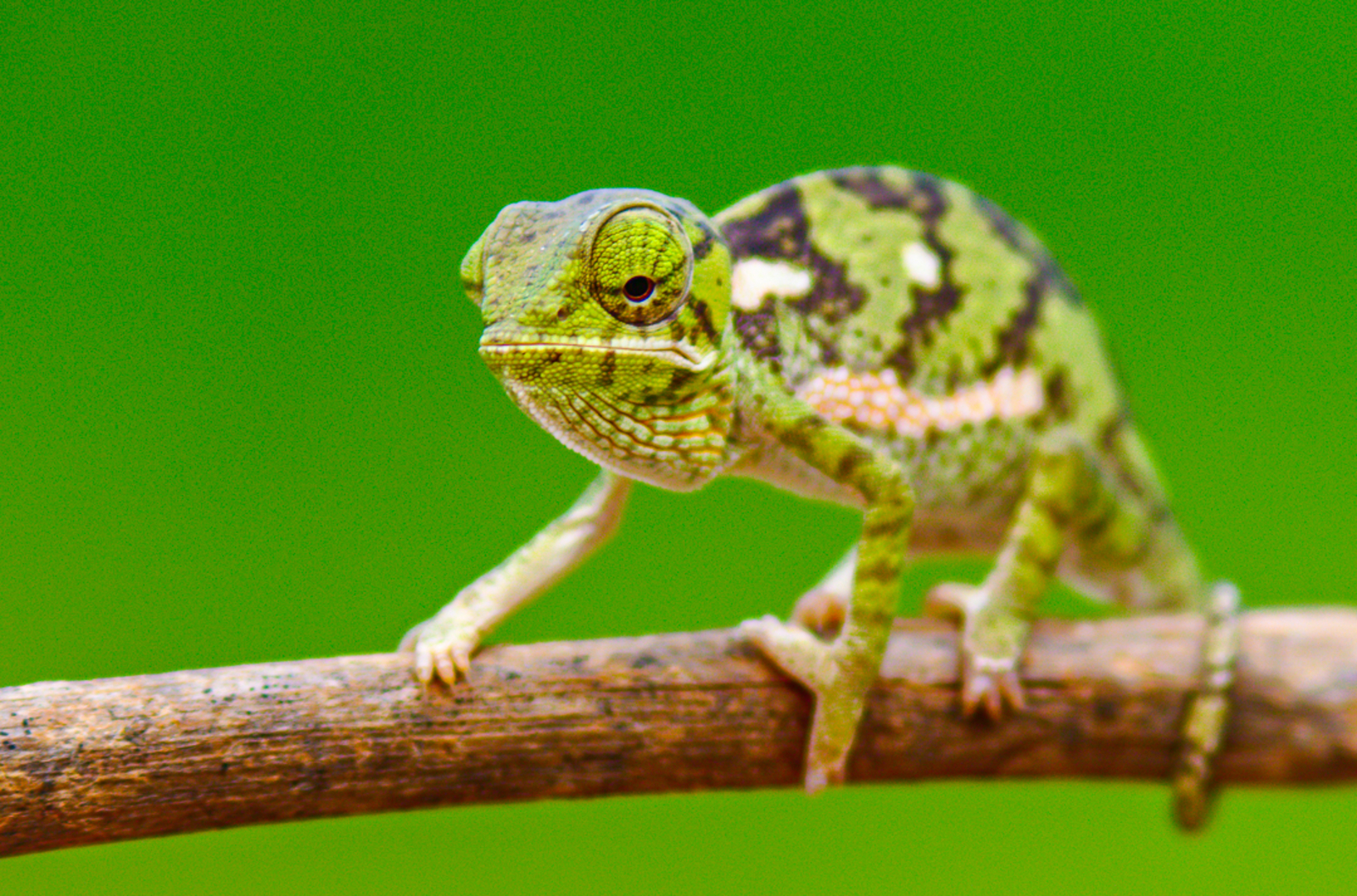 Bushcamp Company Bushcamp Company: Chamäleon