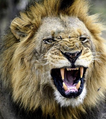 Chisa Busanga Camp Chisa Busanga Camp: Gefletschte Zähne