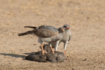 Dinaka Lodge: Pale Chanting Goshawk