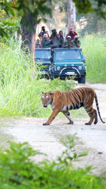 Diphlu River Lodge: Tigersichtung