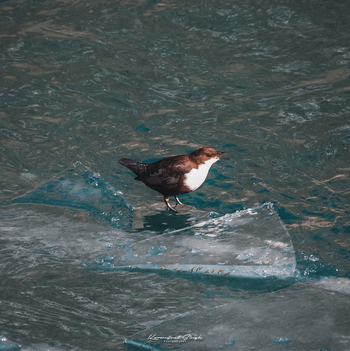 Drenmo Lodge Drenmo Lodge: Wasseramsel