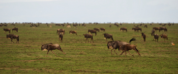 Dunia Camp: Gnus im Galopp