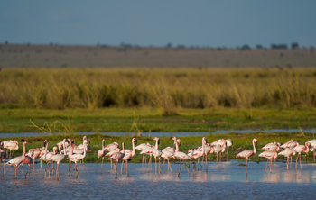 Elewana Tortilis Camp: Flamingos