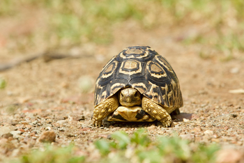 Fothergill Island: Leopardenschildkröte