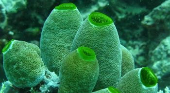 Fundu Lagoon: Tauchen