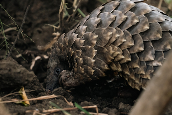 Gorongosa Safaris: Schuppentier wühlt in der Erde