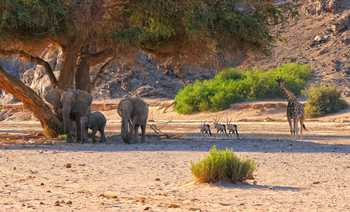 Hoanib Valley Camp Hoanib Valley Camp: Drei Tierarten - ein Bild