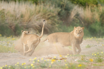Hoanib Valley Camp Hoanib Valley Camp: Junge Wüstenlöwen