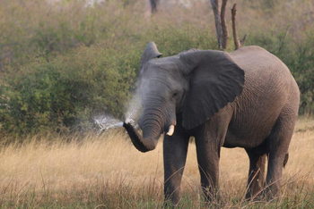 Island Safari Lodge: Spritzender Elefant