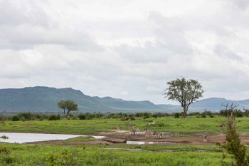 Jamala Madikwe: Zebras trinken am Wasserloch an bewölktem Morgen