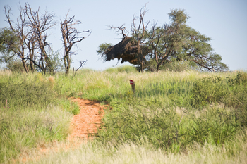 Kalahari Red Dunes Lodge: Nature Trail
