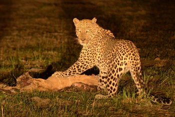 Karangoma Camp: Leopard mit Beute