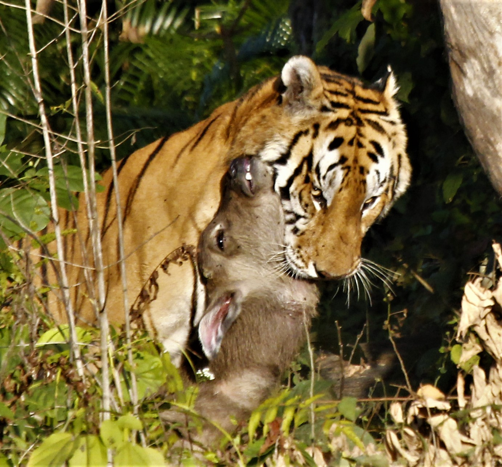Königstiger mit erbeutetem, wilden Wasserbüffelkalb in Kaziranga Königstiger mit erbeutetem, wilden Wasserbüffelkalb in Kaziranga