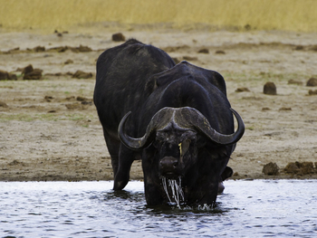 Little Makalolo Camp Little Makalolo Camp: Büffel im Wasserloch