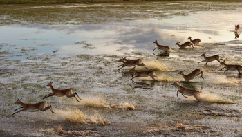 Liuwa Camp: Rote Moorantilopen