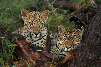 Mashatu Main Camp: Zwei Leoparden