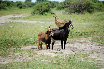 Muchenje Safari Lodge: Säbelantilopen und Impala