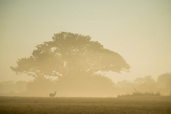 Mukambi Busanga Plains Camp: Feigenbaum im Dunst