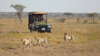 Namiri Plains Camp: Gepardenfamilie
