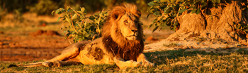 Nokanyana Camp: Männlicher Löwe