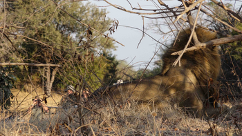 Ntemwa Busanga Bushcamp Ntemwa Busanga Bushcamp: Löwe