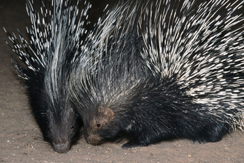 Okonjima Plains Camp: Porcupine