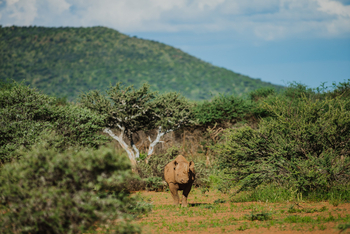Old Traders Lodge: Nashorn