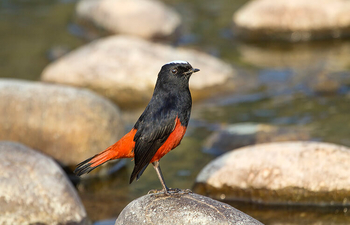 Paatlidun Safari Lodge: Scharlachmennigvogel