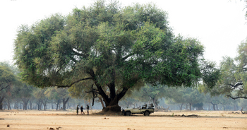 Sausage Tree Camp: Anan-Baum