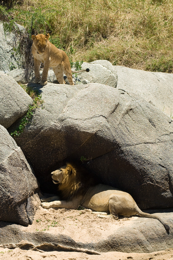 Sayari Camp: Löwen zwischen Felsen