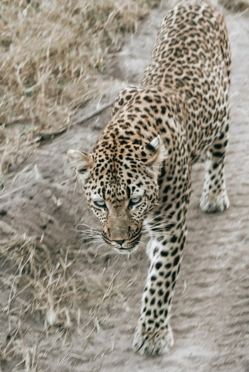 Simbambili Game Lodge: Leopard