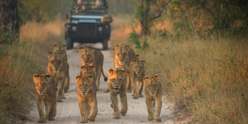 Singita Boulders Camp: Löwenparade