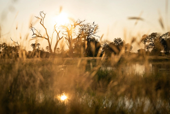 Singita Elela Luxury Lodge: Morgenstimmung im Okavango-Delta