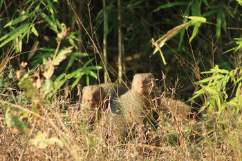 Svasara Jungle Lodge: Ruddy Mongoose