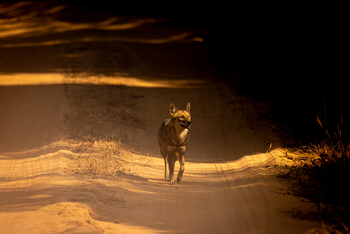 The Untamed Bandhavgarh: Indischer Wildhund