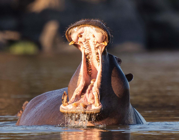 Usangu Expedition Camp: Hippo