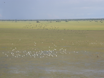 Wasa Lodge: Graslandschaft