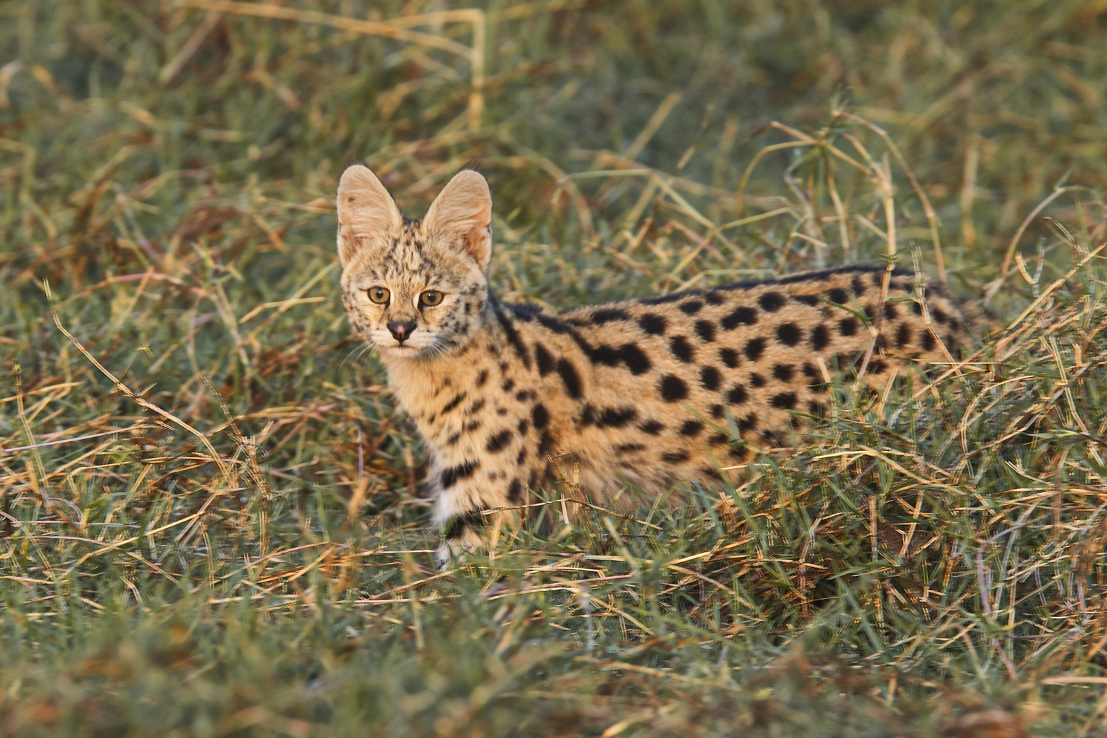 Konkamoya Lodge Konkamoya Lodge: Serval