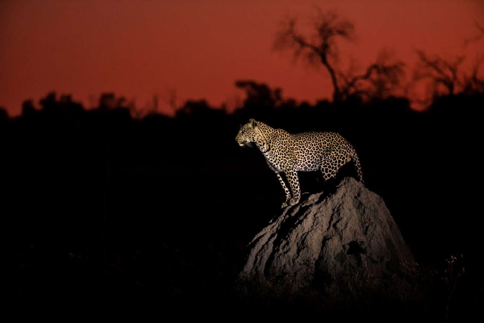 Camp Khwai Camp Khwai: Leopard auf Termitenbau