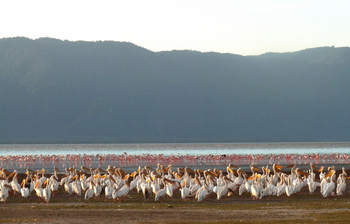 Chem Chem Lodge: Flamingos und Pelikane