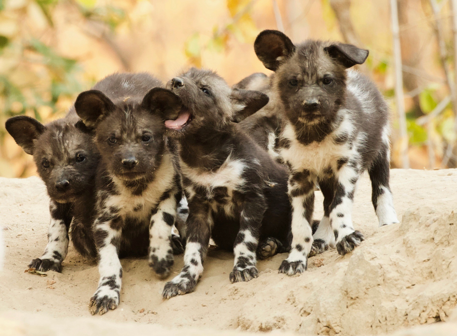 Chitake Mobile Camp Chitake Mobile Camp: Wildhundwelpen