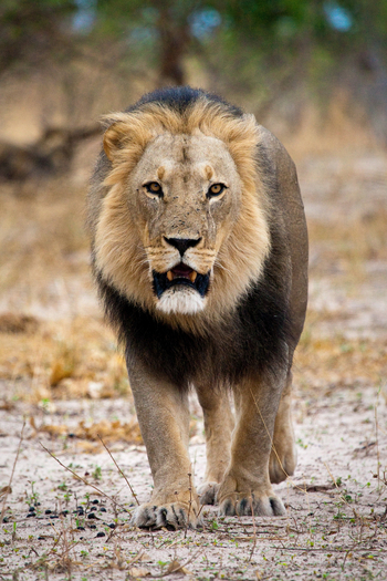 Duma Tau Camp: Männlicher Löwe