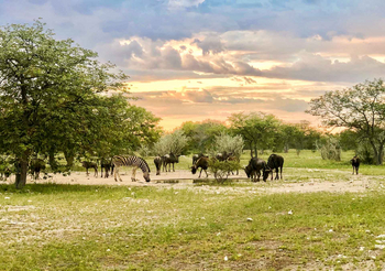 Etosha Oberland Lodge Etosha Oberland Lodge: Zebras und Gnus