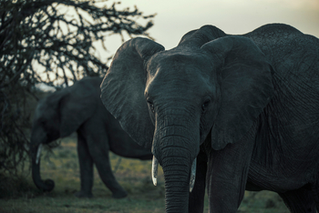 Hemingways Ol Seki Mara: Elefant