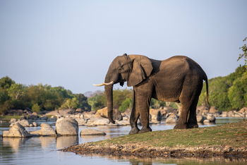 KaingU Safari Lodge: Elefantenbulle
