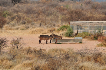 Kalahari Bushbreaks: Wasserböcke