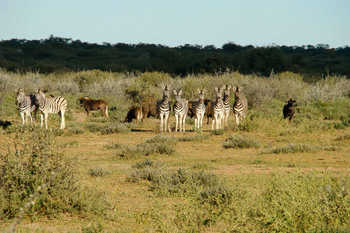 Kalahari Bushbreaks: Zebras und Gnus