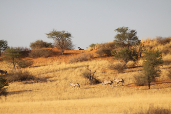 Kalahari Red Dunes Lodge: Oryx